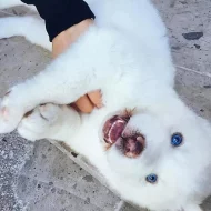 Sibiřský husky